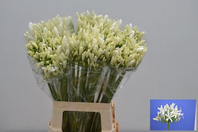 Агапантус эйфори вайт