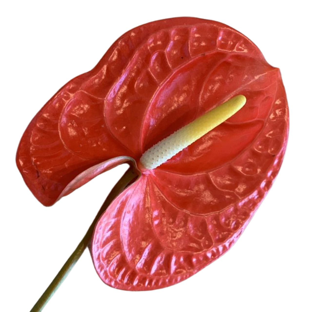 Anthurium orange