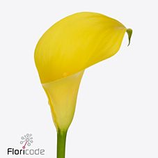 Zantedeschia sunya | Wholesale flowers, plants and supplies Zantedeschia sunya