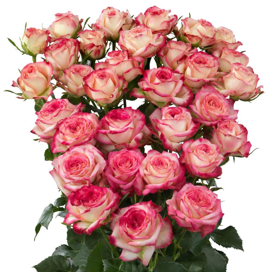 Роза куст стрит пати в Москве