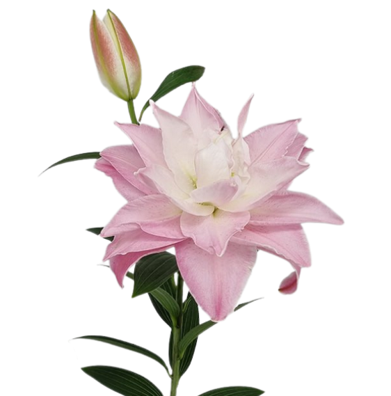 Lilium oriental double double diamond