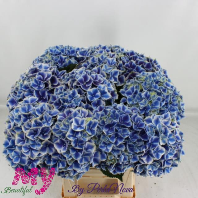 Hydrangea my beautiful rio blue | Wholesale flowers, plants and supplies Hydrangea my beautiful rio blue