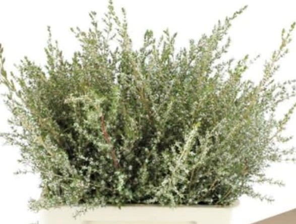 Капс груббиа в Санкт-Петербурге