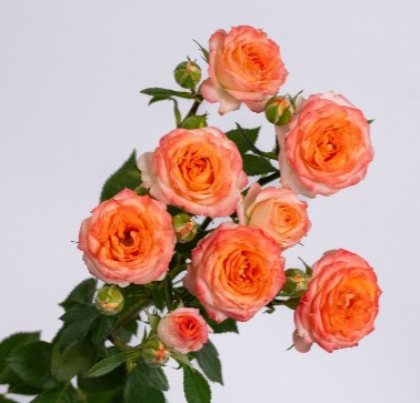 Rose spray 4 good twinkles