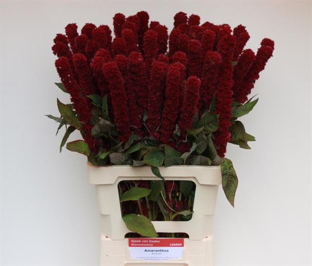 Amaranthus qis red tower | Wholesale flowers, plants and supplies Amaranthus qis red tower