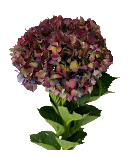 Hydrangea magical ruby red classic purple