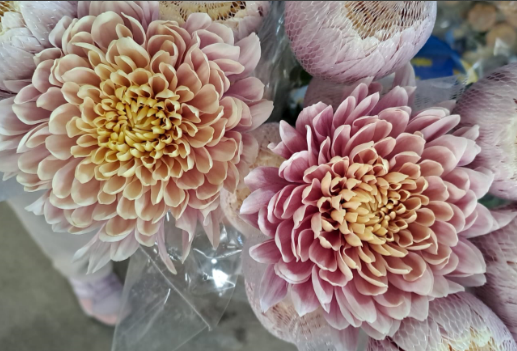 Chrysanthemum single salmon pink