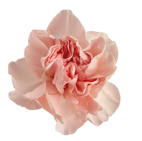 Carnation peach pink