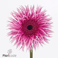 Gerbera gerspider victory