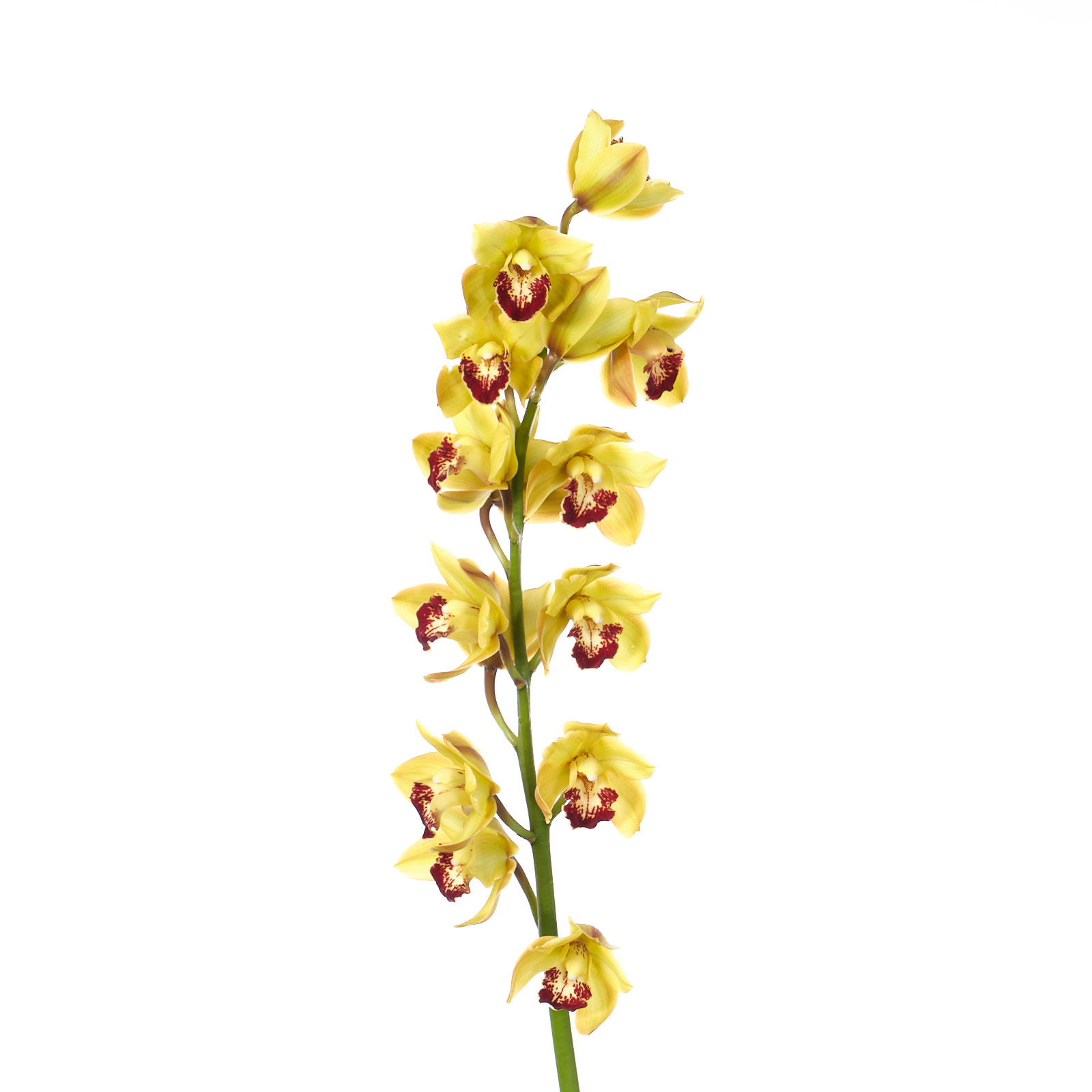 Cymbidium mini yellow
