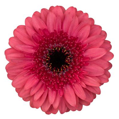 Gerbera Mini corallo