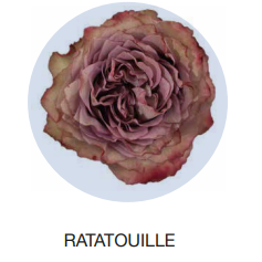 Rose ratatouille