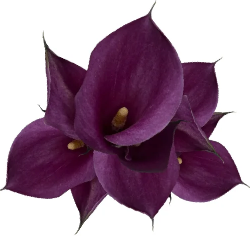 Zantedeschia purple spirit