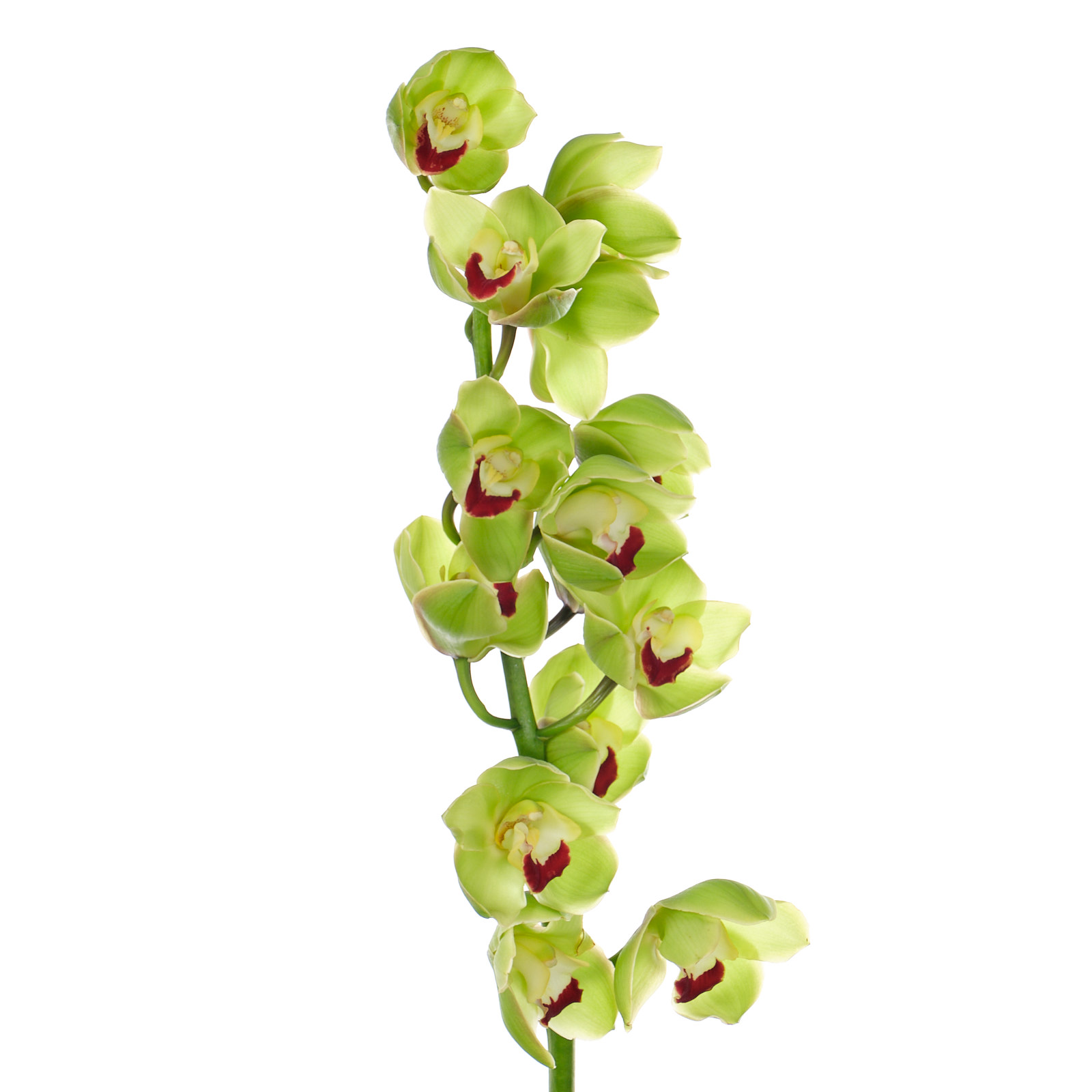 Cymbidium cobra