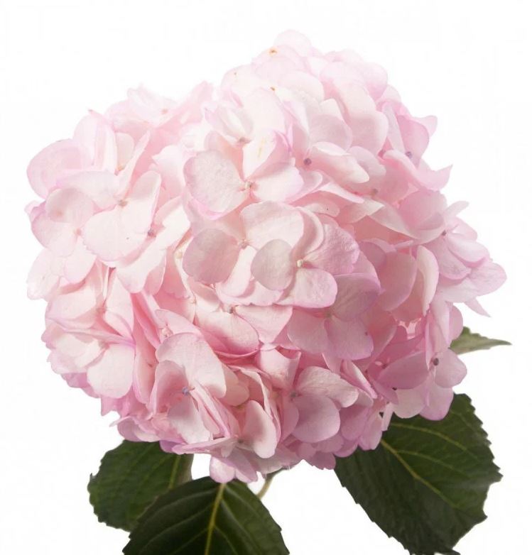 Hydrangea tinted premium blush pink