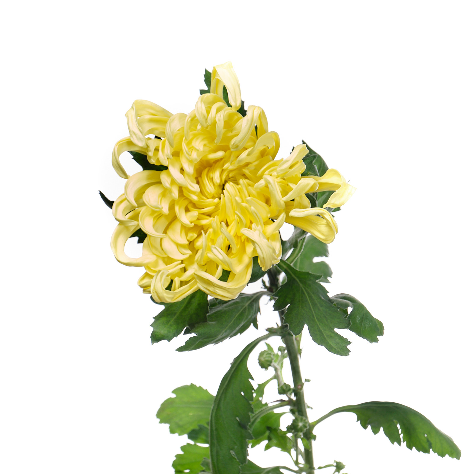 Chrysanthemum single vienna yellow | Wholesale flowers, plants and supplies Chrysanthemum single vienna yellow