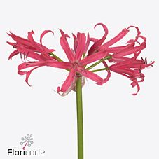Nerine elegance velvet charm