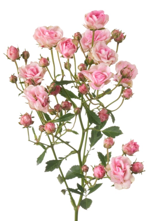 Rose spray gypsy rose | Wholesale flowers, plants and supplies Rose spray gypsy rose