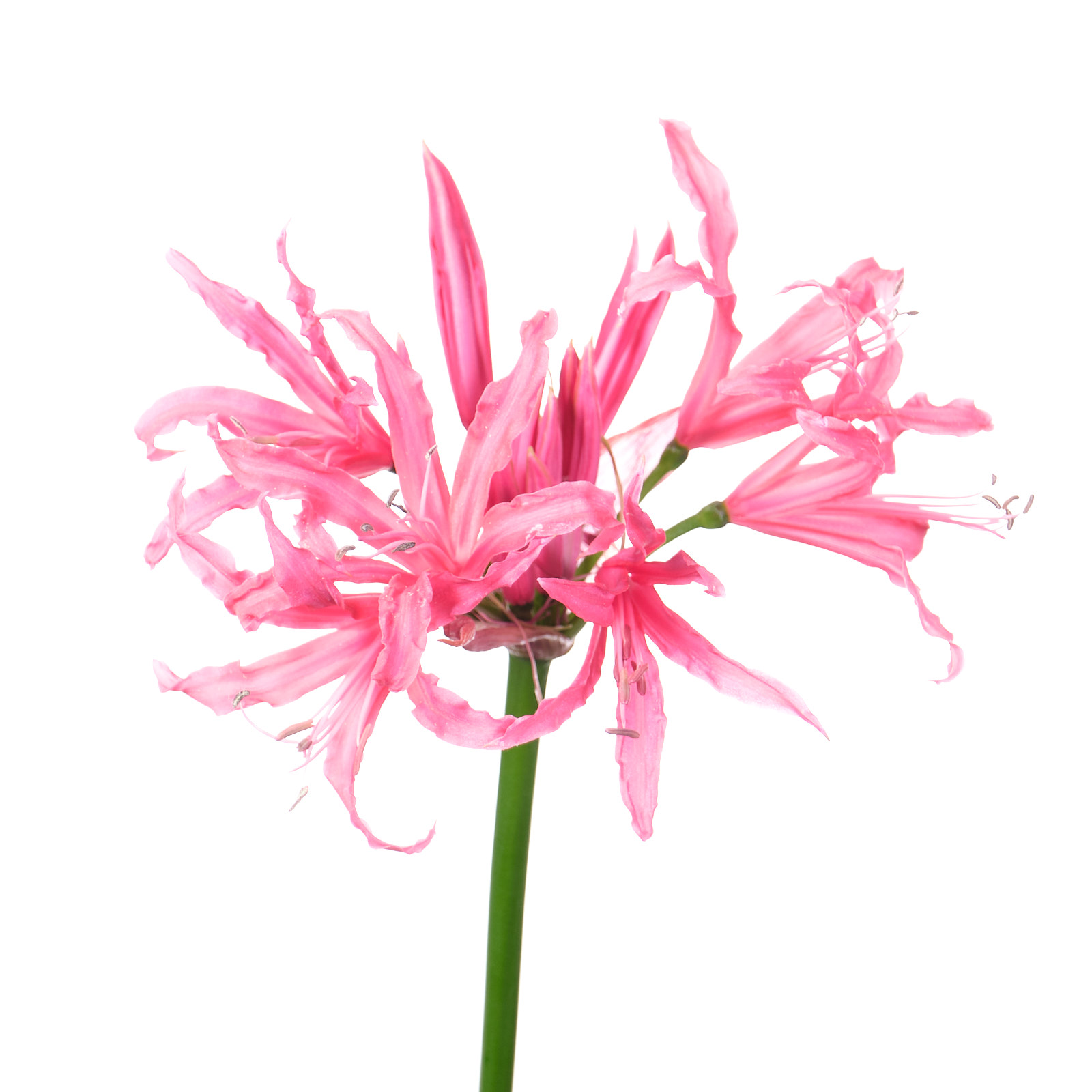 Нерине элеганс корал шарм в Санкт-Петербурге