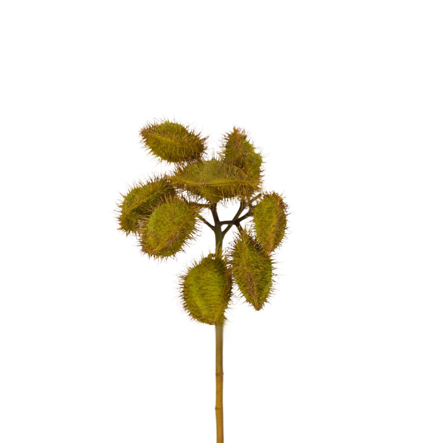 Achiote green