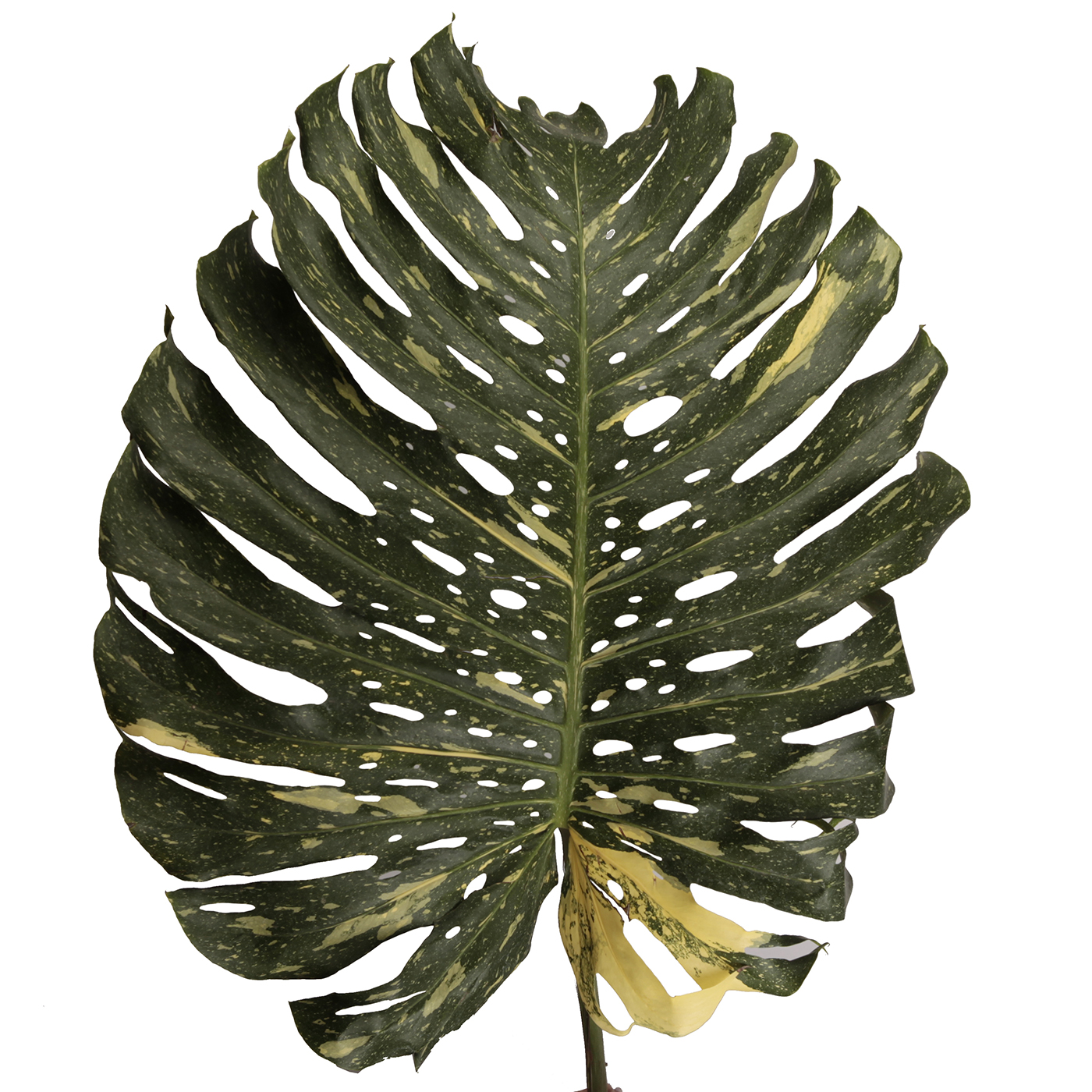 Blad Monstera bicolor | Wholesale flowers, plants and supplies Blad Monstera bicolor