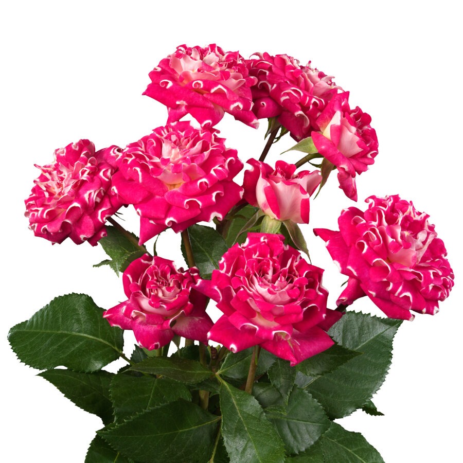 Rose spray wishful | Wholesale flowers, plants and supplies Rose spray wishful