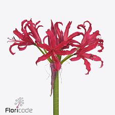 Nerine elegance magenta charm | Wholesale flowers, plants and supplies Nerine elegance magenta charm