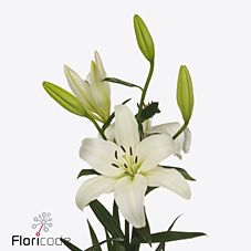 Lilium la obvio