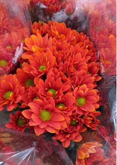 Chrysanthemum spray daisy atlantis