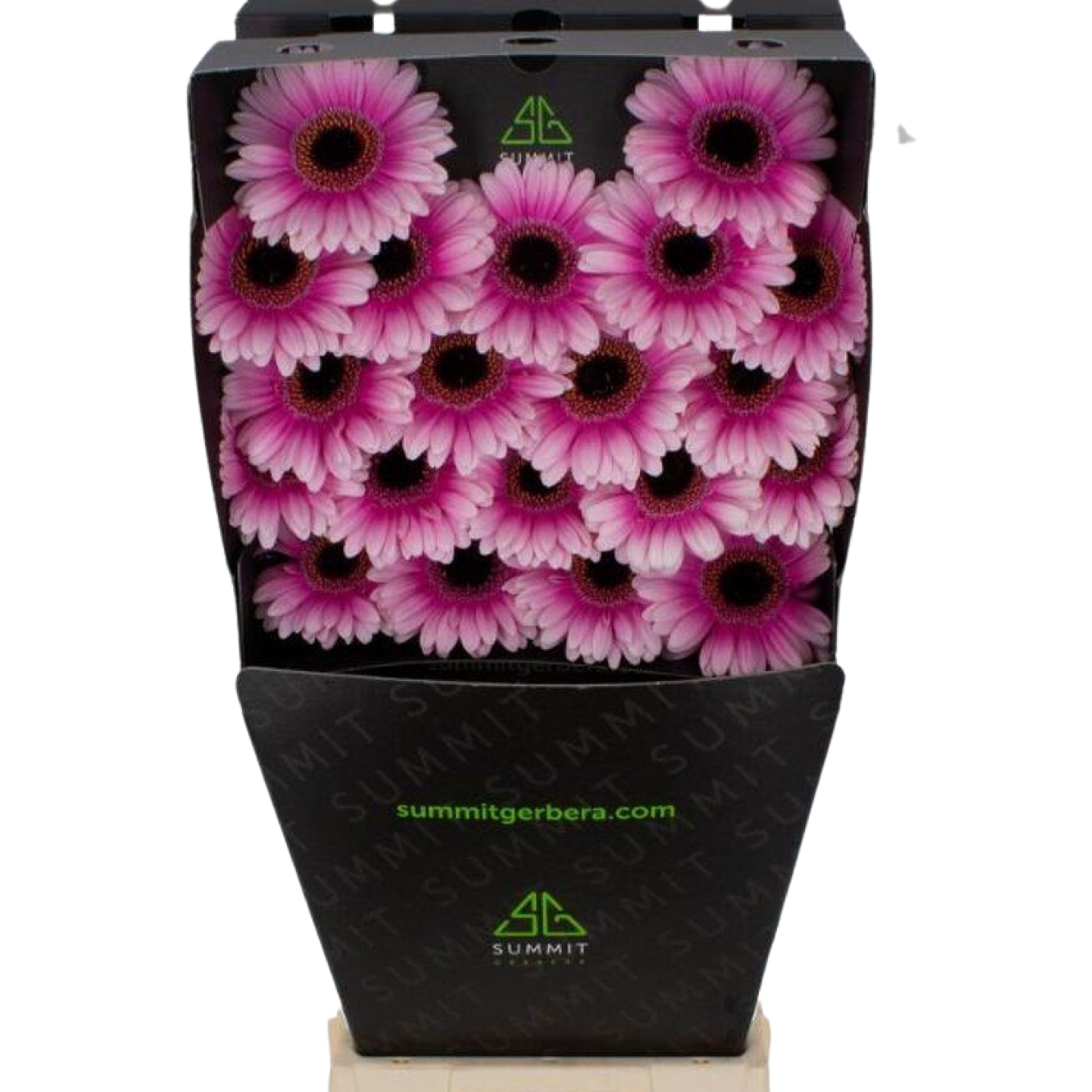 Gerbera Mini leando