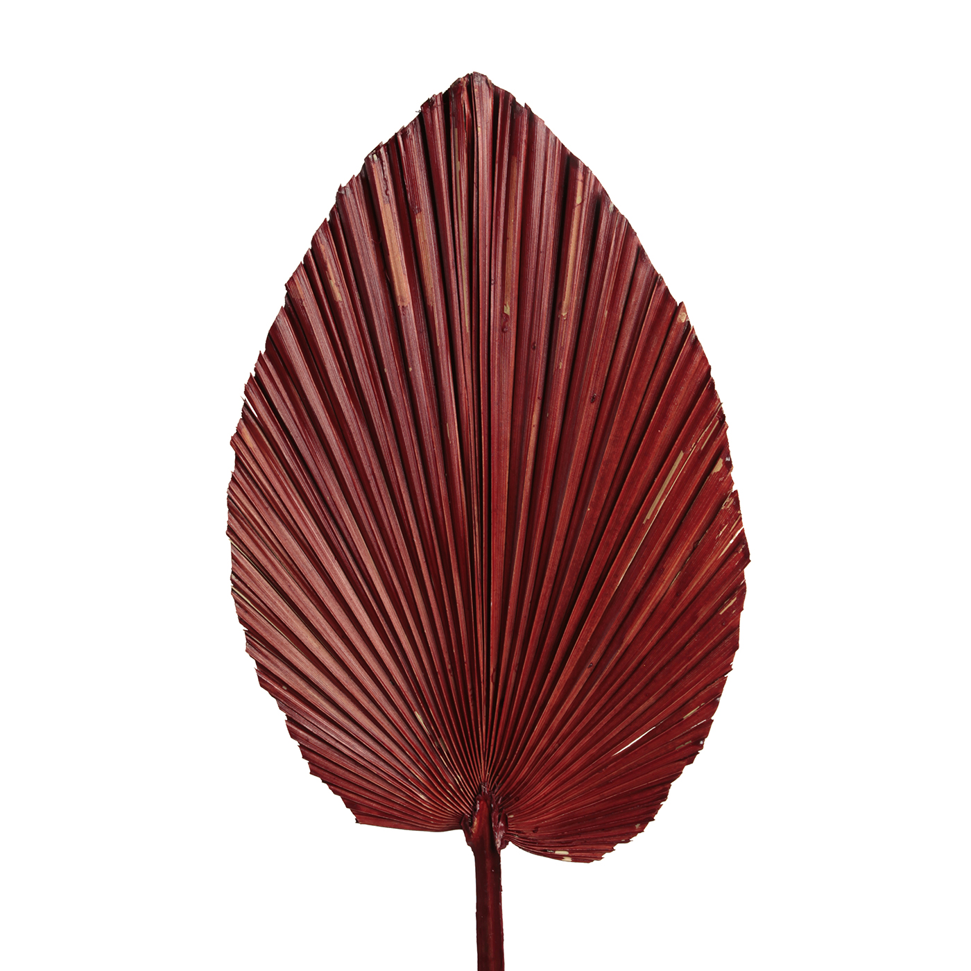 Листья Вашингтония копье краш коричневый