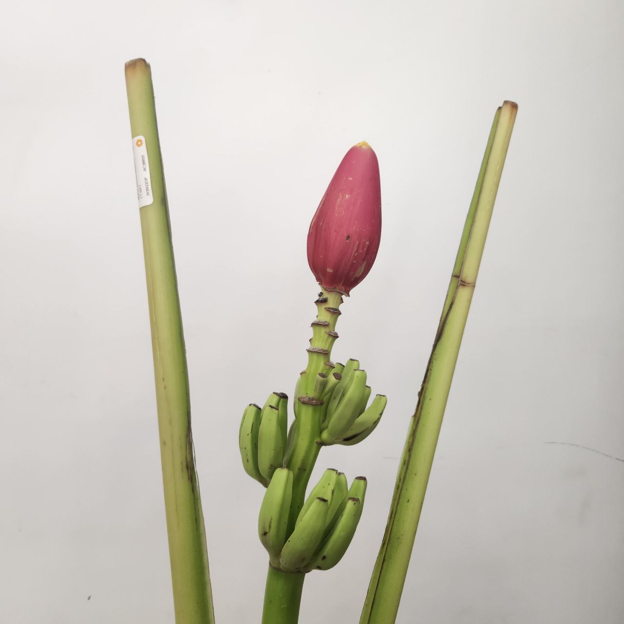 Муса рейна в Москве