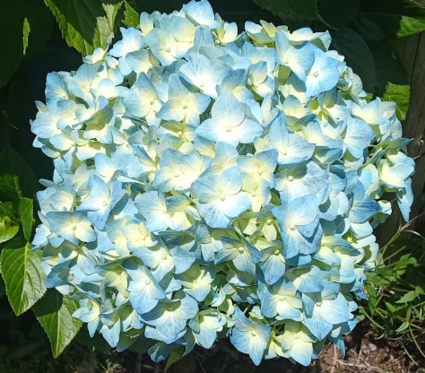 Hydrangea premium blue bogotana