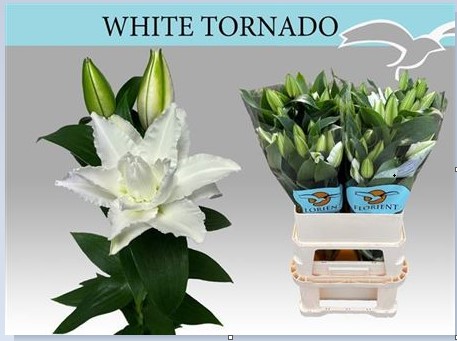 Lilium or tornado white