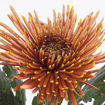 Chrysanthemum single tula copper | Wholesale flowers, plants and supplies Chrysanthemum single tula copper
