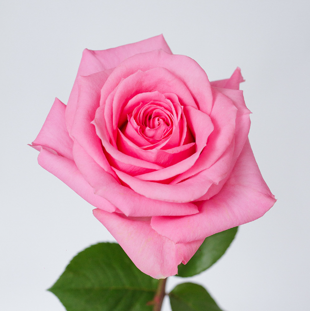 Rose martina pink