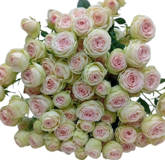 Rose spray sweet gelato
