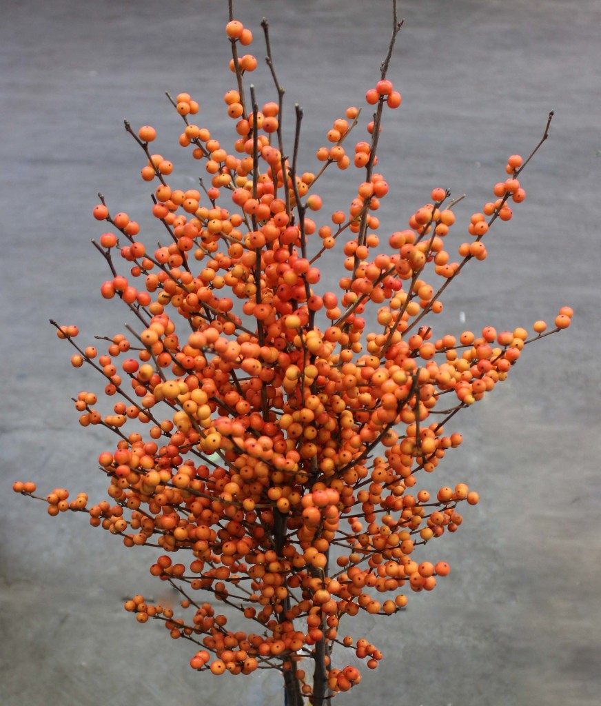 Ilex orange