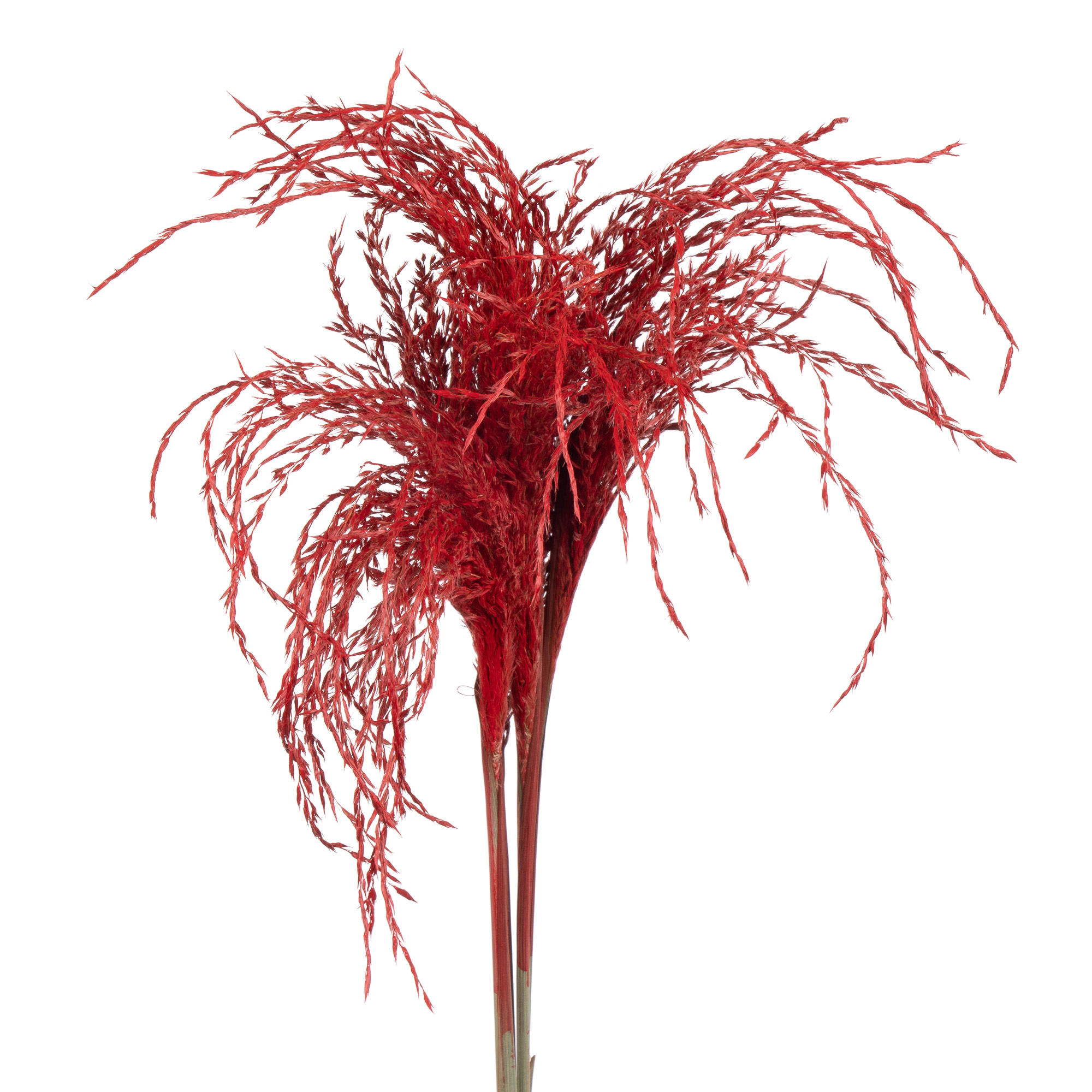 Miscanthus tinted dry red