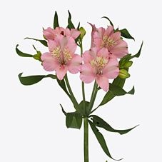 Альстромерия стефани