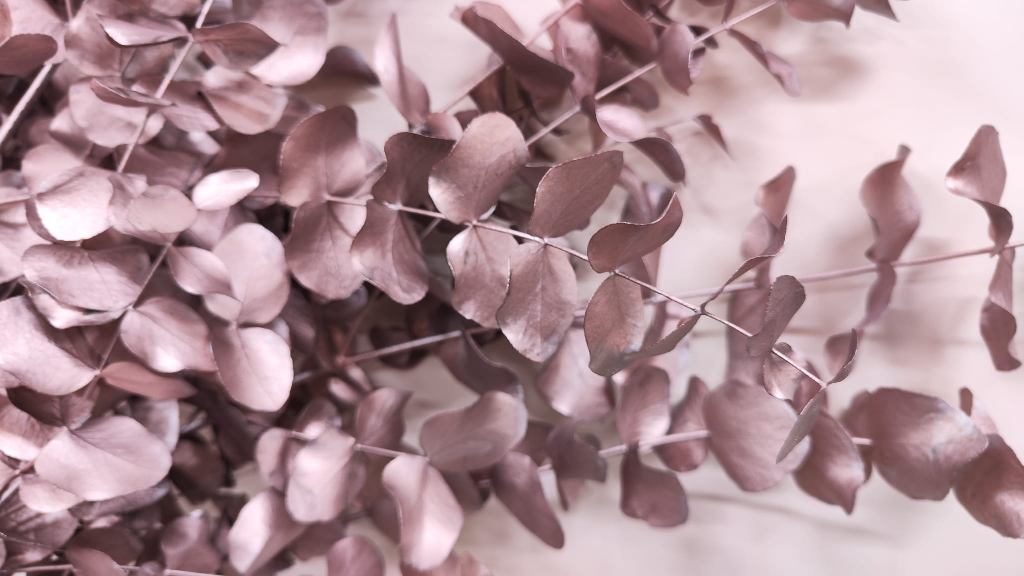 Листья Эвкалипт цинерея краш. метал роуз