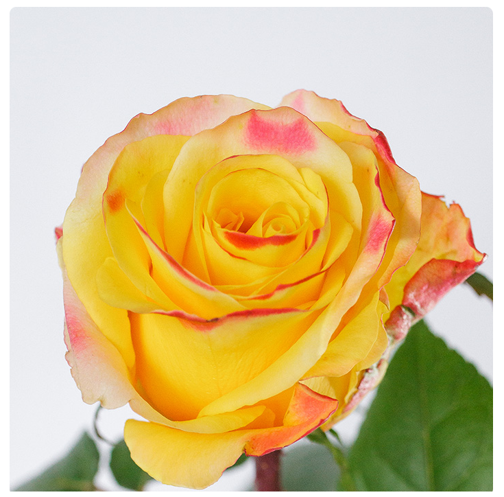 Rose easy fashion