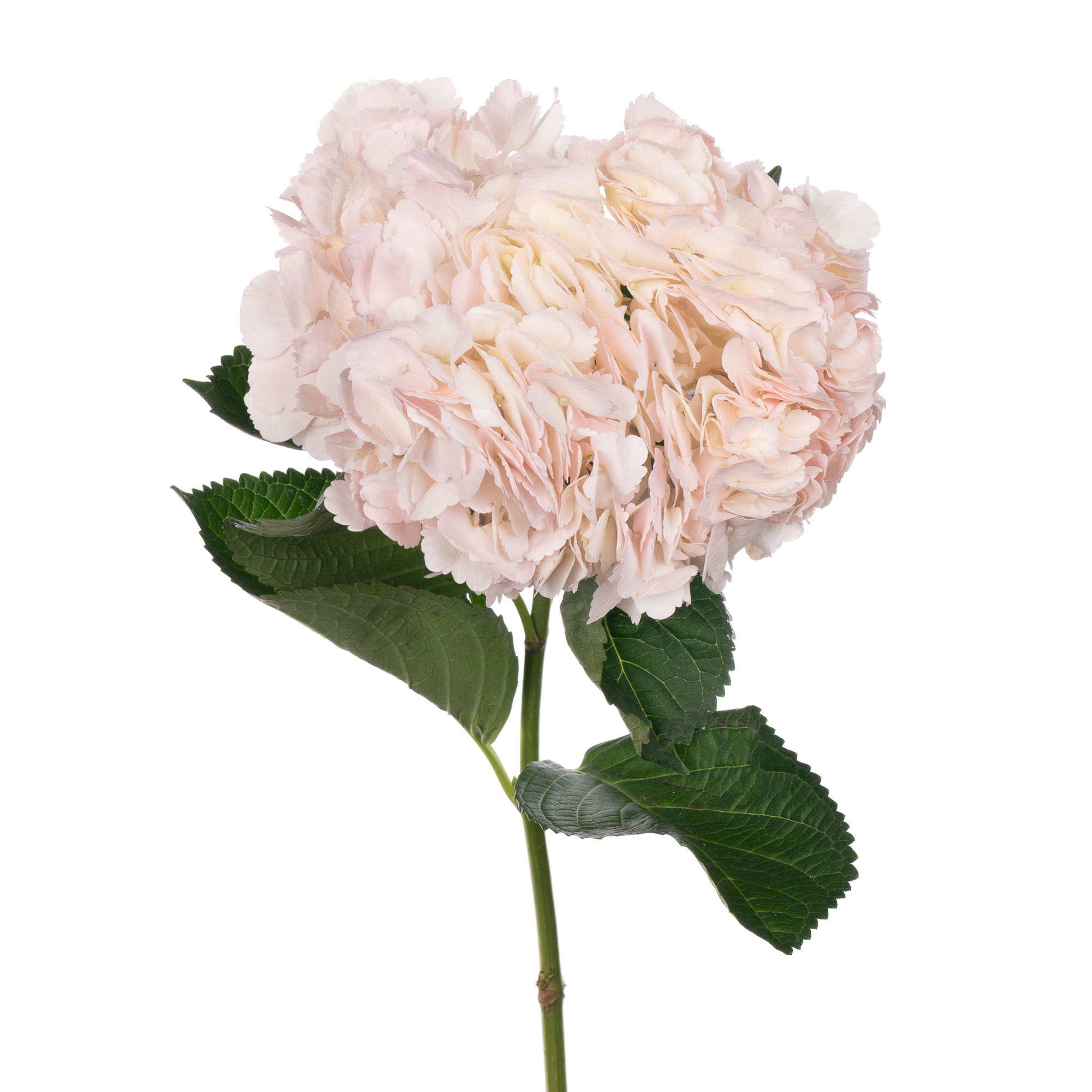 Hydrangea jumbo baby pink