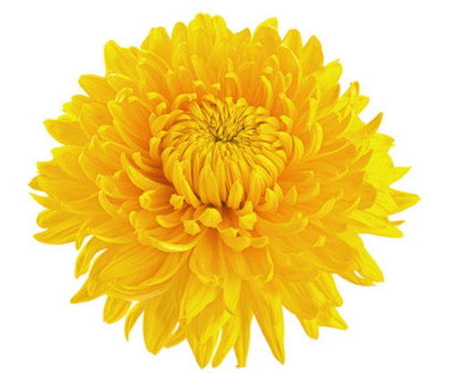 Chrysanthemum single alexandrov