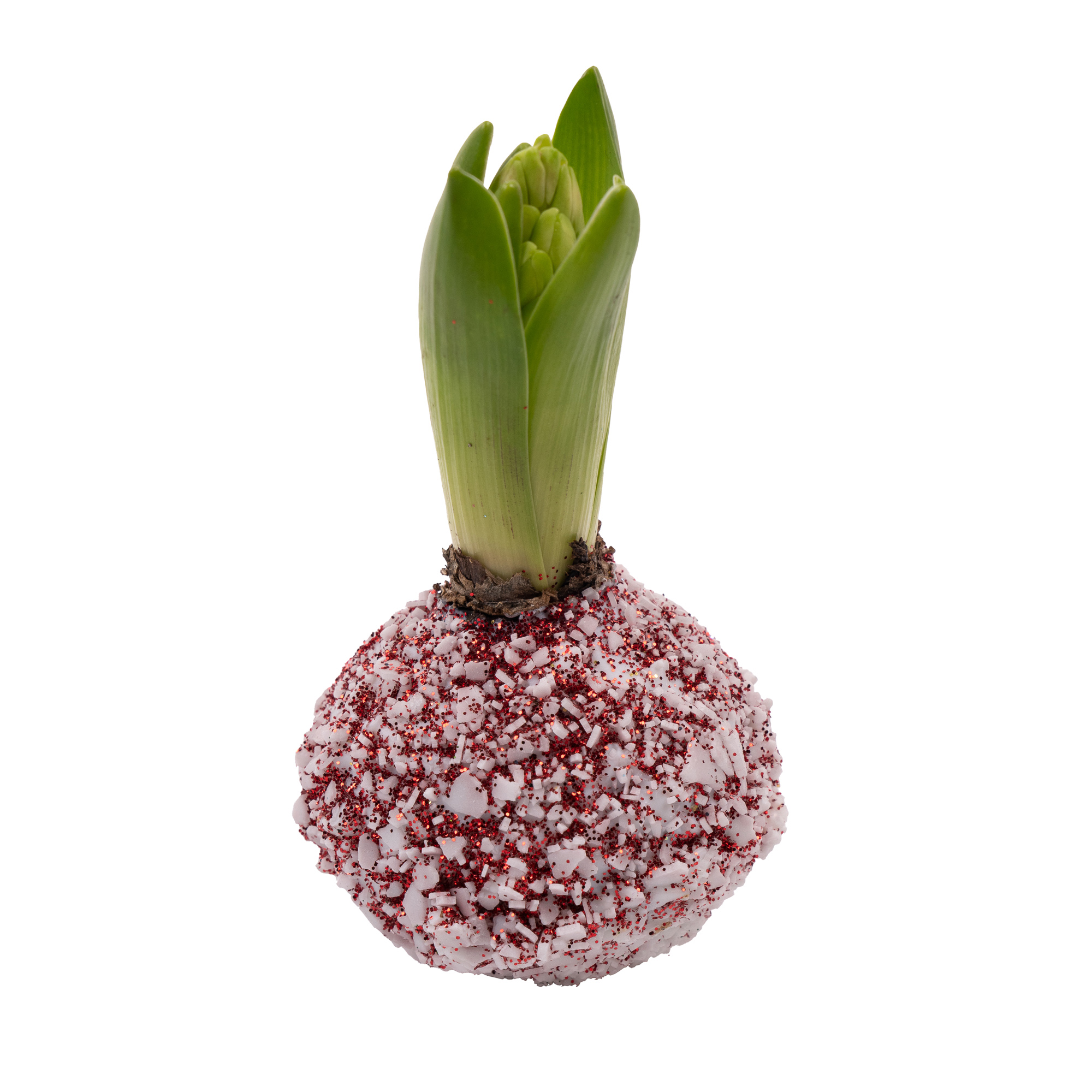 Декор луковица гиацинта топлайн заснеженная в воске керст красная с блестками в Москве