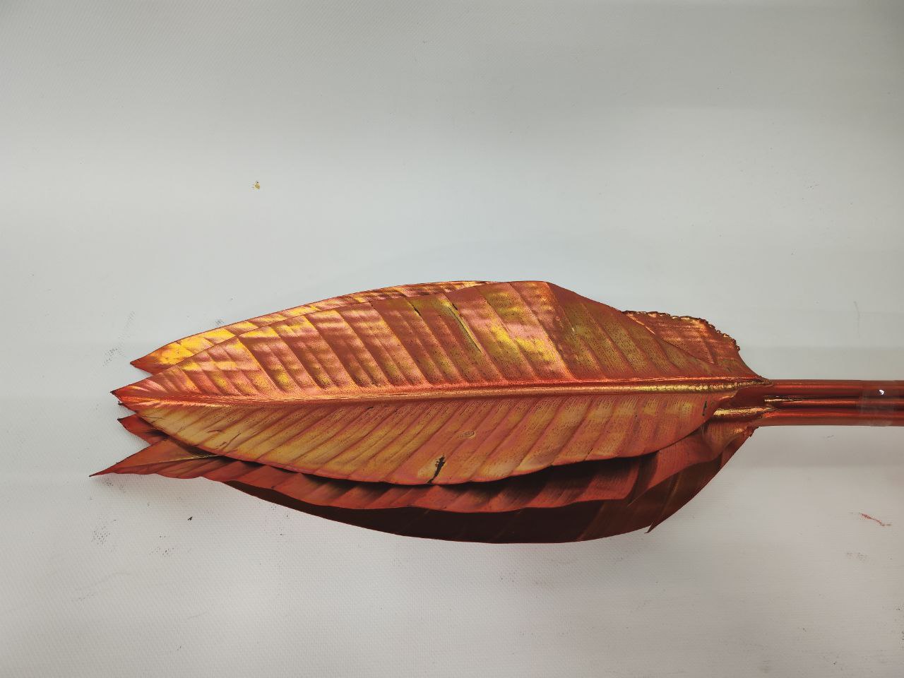 Листья Стрелиция медная в Москве