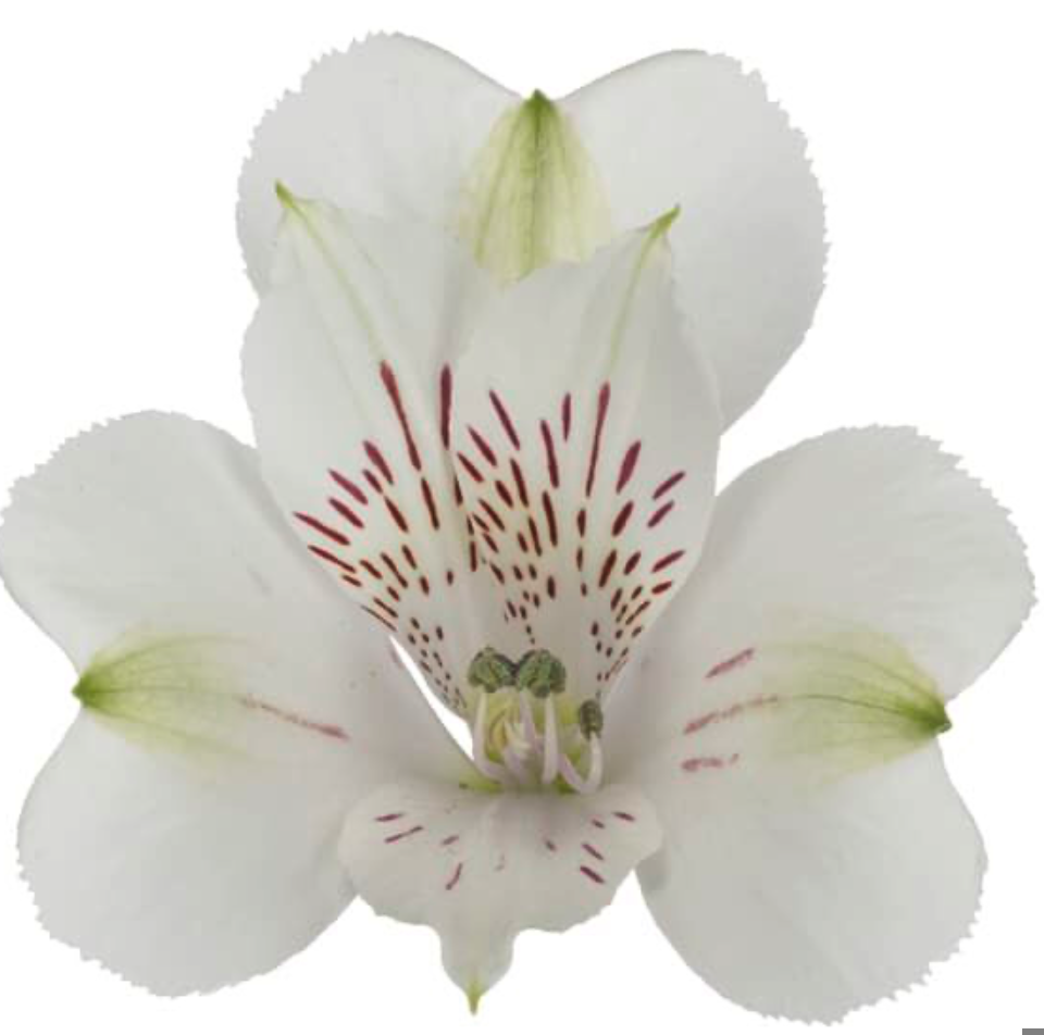 Alstroemeria zembla