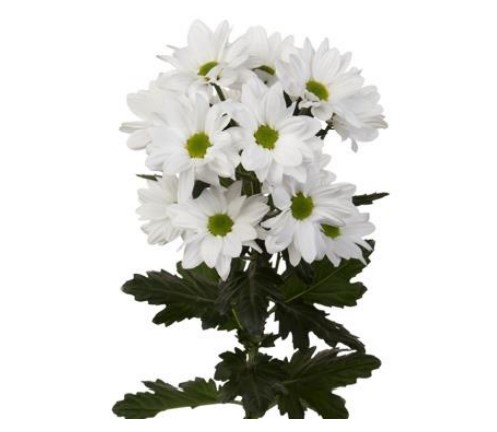 Chrysanthemum spray floyd
