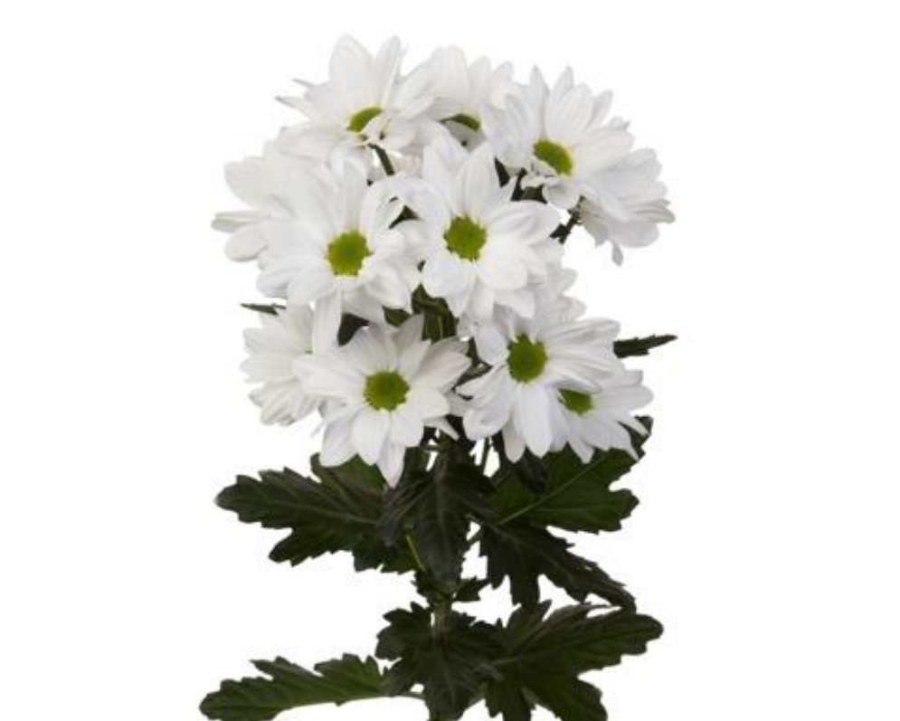 Chrysanthemum spray floyd