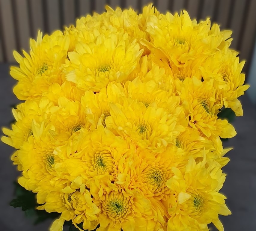 Chrysanthemum spray georgia | Wholesale flowers, plants and supplies Chrysanthemum spray georgia